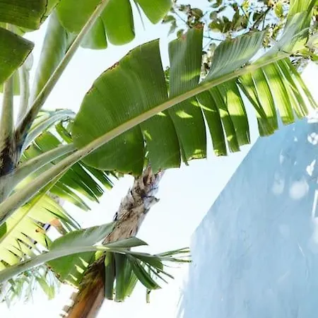Tortuga Blue House In Banana Plantation *